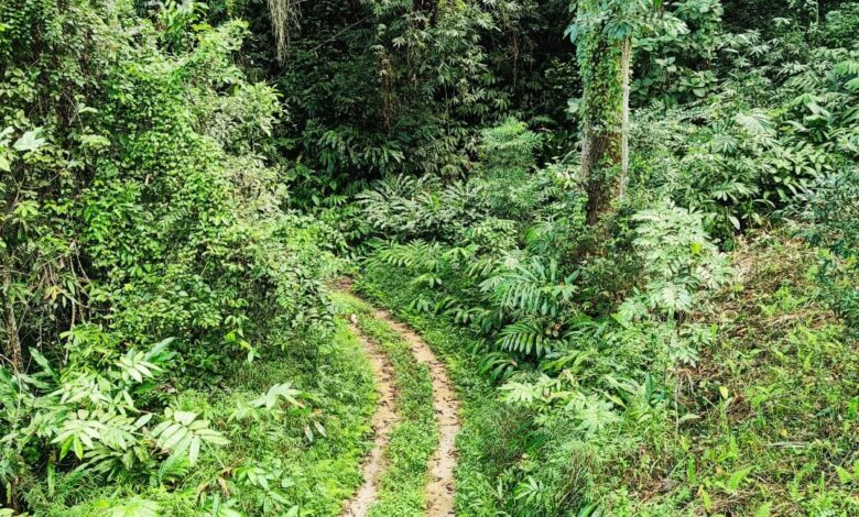 The forest trail at Nongkhyllem. (Photo by MM)