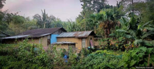 A view of a tea garden settlement called Lines in Kokrajhar district. Most of these settlements have rows of pucca and kutcha houses, without electricity and drinking water supply. These homes don't have access to motorable roads or hospitals. Image by Maitreyee Boruah, Indiaspend.org/FactChecker.in