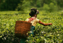 A tea worker in a plantation in Assam. Wikimedia Commons