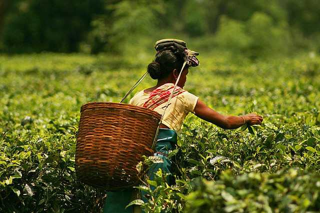 A tea worker in a plantation in Assam. Wikimedia Commons