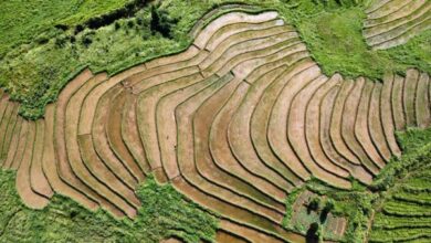 Aerial view of rice fields on the areas of Khliehhasem Mawkynrew. Photo by Wann Majaw under the Creative Commons CC0 1.0 Universal Public Domain Dedication.