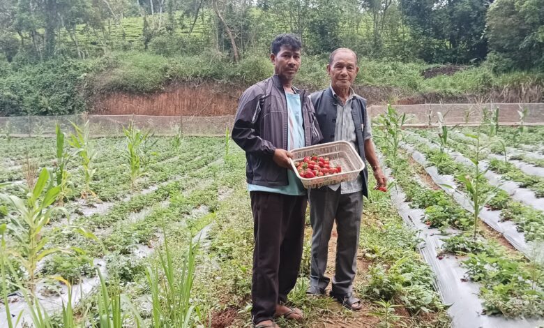 Ostander Lyngkhoi (right) with Resperlin Lyngkhoi, who is holding a basket of strawberries, in his strawberry garden at Sohliya in Ri Bhoi, Meghalaya. Photo by MM