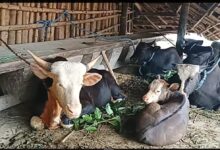A herd of mithun at Kamhua Noknu in Arunachal Pradesh's Longding district. Photo by MM