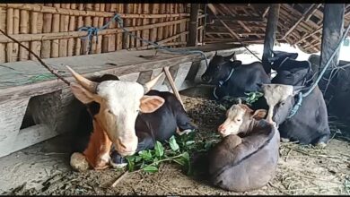 A herd of mithun at Kamhua Noknu in Arunachal Pradesh's Longding district. Photo by MM