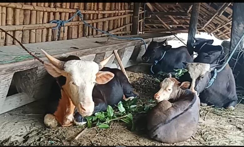 A herd of mithun at Kamhua Noknu in Arunachal Pradesh's Longding district. Photo by MM