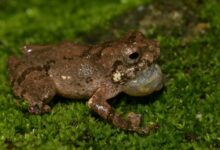 'Raorchestes jadoh', one of the new species of frogs found. Photo sourced