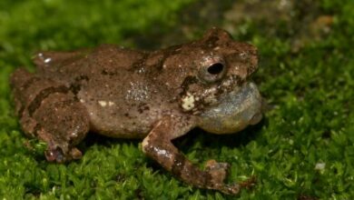 'Raorchestes jadoh', one of the new species of frogs found. Photo sourced