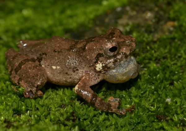 'Raorchestes jadoh', one of the new species of frogs found. Photo sourced