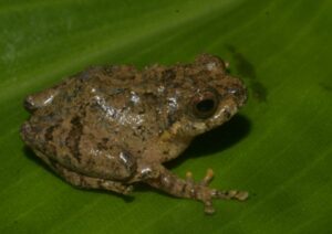 'Raorchestes jakoid', a new species of frog found in East Khasi Hills. Photo sourced