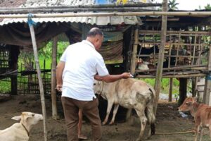 A veterinarian from Sivasagar district administration conducts a check-up of livestock in one of the villages affected by the gas leak. Image by District Commissioner, Sivasagar (courtesy: Mongabay).