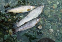 Trout in the Himalayas. Following a disastrous Sikkim flood in October 2023, several assessments captured the damage to the state’s infrastructure, whereas only a few studies evaluated the ecological damages borne by the Teesta river. Representative image by Acred99 via Wikimedia Commons (CC BY-SA 3.0).