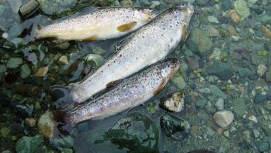 Trout in the Himalayas. Following a disastrous Sikkim flood in October 2023, several assessments captured the damage to the state’s infrastructure, whereas only a few studies evaluated the ecological damages borne by the Teesta river. Representative image by Acred99 via Wikimedia Commons (CC BY-SA 3.0).