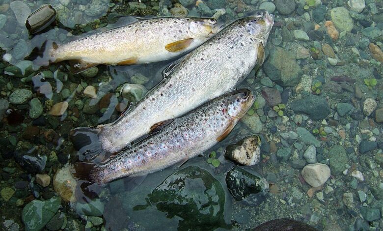 Trout in the Himalayas. Following a disastrous Sikkim flood in October 2023, several assessments captured the damage to the state’s infrastructure, whereas only a few studies evaluated the ecological damages borne by the Teesta river. Representative image by Acred99 via Wikimedia Commons (CC BY-SA 3.0).