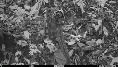 In a groundbreaking finding, Assam’s first photographic evidence of the marbled cat (Pardofelis marmorata) was recorded on camera traps in Kakoi Reserve Forest in North Lakhimpur district in July 2024. Image by Abhijit Konwar for Mongabay