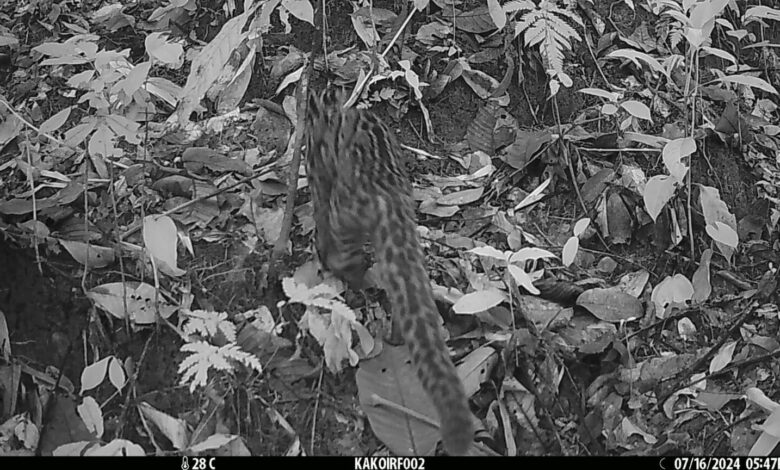 In a groundbreaking finding, Assam’s first photographic evidence of the marbled cat (Pardofelis marmorata) was recorded on camera traps in Kakoi Reserve Forest in North Lakhimpur district in July 2024. Image by Abhijit Konwar for Mongabay