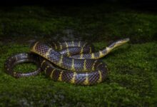 The new species of the rain snake. Photo sourced