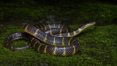 The new species of the rain snake. Photo sourced
