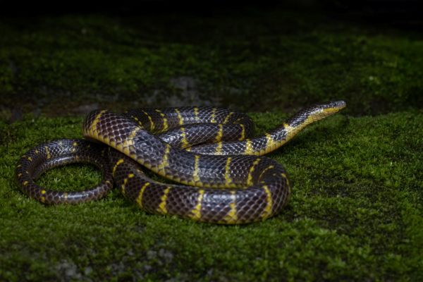 The new species of the rain snake. Photo sourced