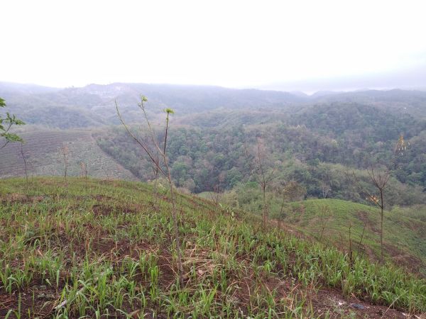 In the context of the Dima Hasao case, we can say the Sixth Schedule will be fruitful not by its mere existence but only if its spirit is conserved, which is equal access of tribal land to the tribal populace. A representative image. Photo by MM