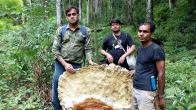 Researchers of a recent study pose with a Bridgeoporus kanadii sample. They found 40 fruiting bodies of the fungi, with the smallest measuring nine centimetres in radius, and the largest at three metres. Image courtesy of Arvind Parihar.
