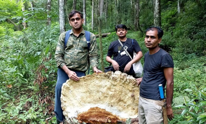 Researchers of a recent study pose with a Bridgeoporus kanadii sample. They found 40 fruiting bodies of the fungi, with the smallest measuring nine centimetres in radius, and the largest at three metres. Image courtesy of Arvind Parihar.