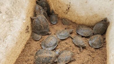 The turtle hatchlings. Photo sourced
