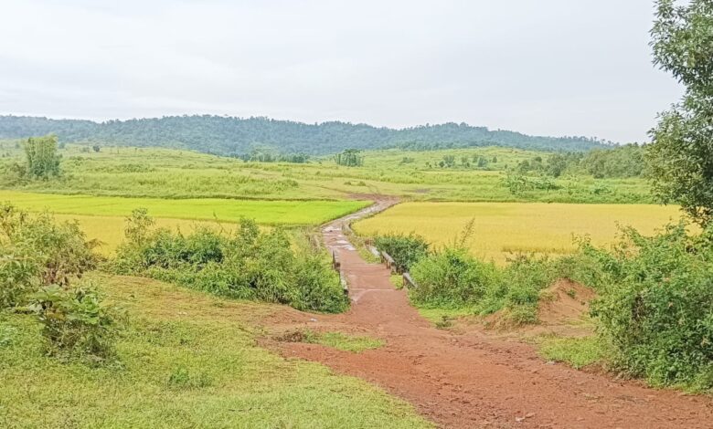 The paddy fields where the clashes took place on October 9. Photo by MM