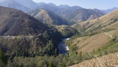 Mishmi Hills, Dibang Valley district, Arunachal Pradesh. In 2024, a comprehensive survey was launched to map the Mishmi takin’s distribution and population in Arunachal Pradesh and parts of Sikkim, covering Dibang Valley, Siang, Subansiri, and Lohit-Changlang and including Namdapha and Mouling National Parks. Image by Divya Kilikar/Mongabay.