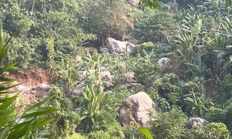 A part of the forest near Umnowe village. Photo sourced