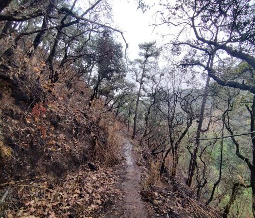 Burnt forest near Shillong. Photo by author