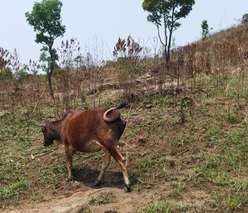 Grazing on the burnt patch. Photo by author