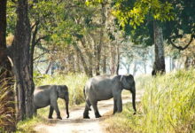 An elephant and her calf in Kaziranga, National Park, Assam. Agrarian villages near the location of the collision known for rice cultivation are frequently visited by elephants during winter, according to villagers. Representative image by Himadrisen via Wikimedia Commons (CC BY-SA 4.0).