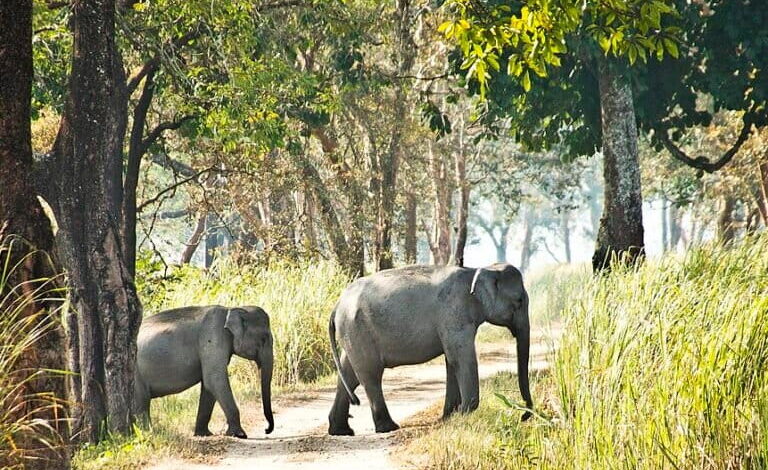 An elephant and her calf in Kaziranga, National Park, Assam. Agrarian villages near the location of the collision known for rice cultivation are frequently visited by elephants during winter, according to villagers. Representative image by Himadrisen via Wikimedia Commons (CC BY-SA 4.0).