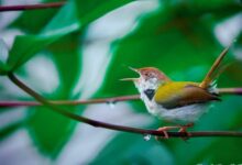 A common tailorbird. Photo by Ullas Kalappura for the Bird Count India website