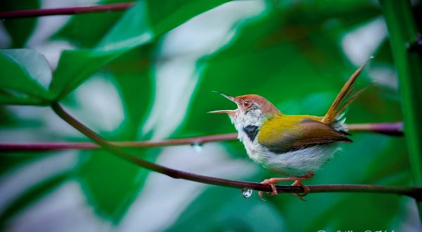 A common tailorbird. Photo by Ullas Kalappura for the Bird Count India website