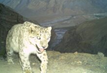 Snow leopards cut back early-morning activity where dogs were common. Image by WII Camera Trap, from Mongabay