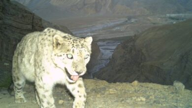 Snow leopards cut back early-morning activity where dogs were common. Image by WII Camera Trap, from Mongabay