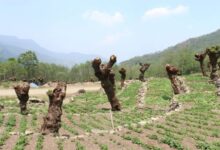 Bald alder trees after a round of pruning in Khonoma amidst mixed cropping. Farmers are integrating jhum farming with the pollarding of alder trees. Research shows this method of planting and pruning trees offers benefits like enhancing the tree’s ability to retain soil nutrients and fix nitrogen. Image by Tarini Manchanda.