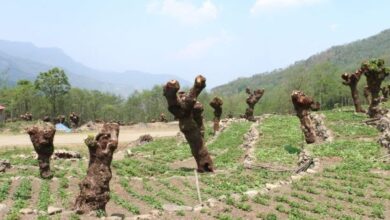 Bald alder trees after a round of pruning in Khonoma amidst mixed cropping. Farmers are integrating jhum farming with the pollarding of alder trees. Research shows this method of planting and pruning trees offers benefits like enhancing the tree’s ability to retain soil nutrients and fix nitrogen. Image by Tarini Manchanda.