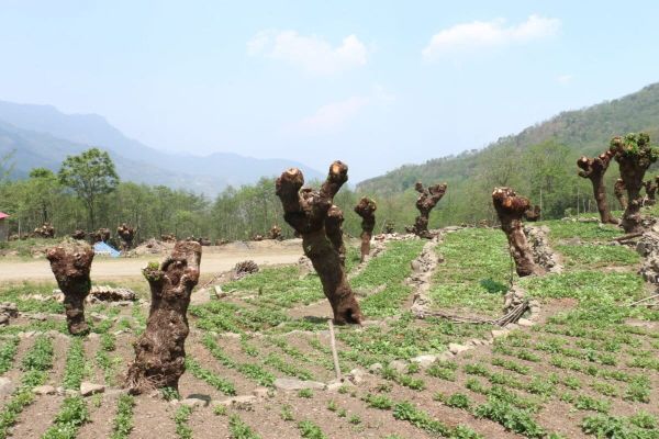 Bald alder trees after a round of pruning in Khonoma amidst mixed cropping. Farmers are integrating jhum farming with the pollarding of alder trees. Research shows this method of planting and pruning trees offers benefits like enhancing the tree’s ability to retain soil nutrients and fix nitrogen. Image by Tarini Manchanda.
