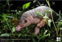 Image courtesy website of IUCN. © Skink Chen (CC BY-NC-ND 2.0) https://creativecommons.org/licenses/by-nc-nd/2.0/