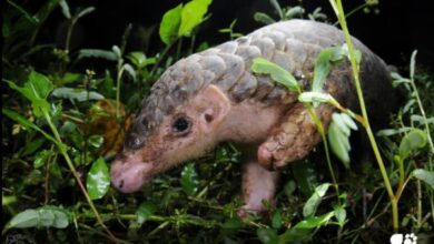 Image courtesy website of IUCN. © Skink Chen (CC BY-NC-ND 2.0) https://creativecommons.org/licenses/by-nc-nd/2.0/