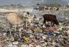 At the Torsa River in Jaigaon, a town that lies on the India-Bhutan border, plastic waste, medical refuse, construction debris and household waste lie scattered across the river bed. Cows and dogs forage through the garbage. Image by Chandrani Sinha.