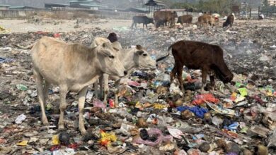 At the Torsa River in Jaigaon, a town that lies on the India-Bhutan border, plastic waste, medical refuse, construction debris and household waste lie scattered across the river bed. Cows and dogs forage through the garbage. Image by Chandrani Sinha.