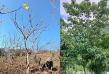 A young tung plantation in Serchhip district (left) and a grown tung tree bearing fruit in Saitual district (right) in Mizoram. Tung trees generally begin yielding fruit from the third year, with reliable harvests at around the fifth year. Images by Lalhmachhuana and Robert Lalnuntluanga, respectively.
