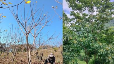A young tung plantation in Serchhip district (left) and a grown tung tree bearing fruit in Saitual district (right) in Mizoram. Tung trees generally begin yielding fruit from the third year, with reliable harvests at around the fifth year. Images by Lalhmachhuana and Robert Lalnuntluanga, respectively.