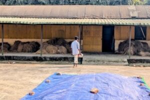 A grain storage facility at Assam Agricultural University Zonal Research Centre in Sribhumi. Agricultural scientists are monitoring shifts in rainfall patterns. Image by Debarun Choudhury.