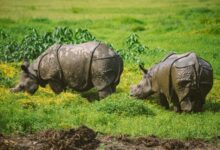 While the study findings are encouraging, researchers say the population has not yet reached its full reproductive potential. In the early years, poaching killed several adult male rhinos, disrupting breeding. Some rhinos are also at risk of inbreeding. Image by Deba Kumar Dutta.