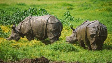 While the study findings are encouraging, researchers say the population has not yet reached its full reproductive potential. In the early years, poaching killed several adult male rhinos, disrupting breeding. Some rhinos are also at risk of inbreeding. Image by Deba Kumar Dutta.