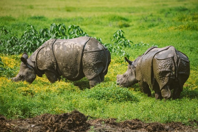 While the study findings are encouraging, researchers say the population has not yet reached its full reproductive potential. In the early years, poaching killed several adult male rhinos, disrupting breeding. Some rhinos are also at risk of inbreeding. Image by Deba Kumar Dutta.